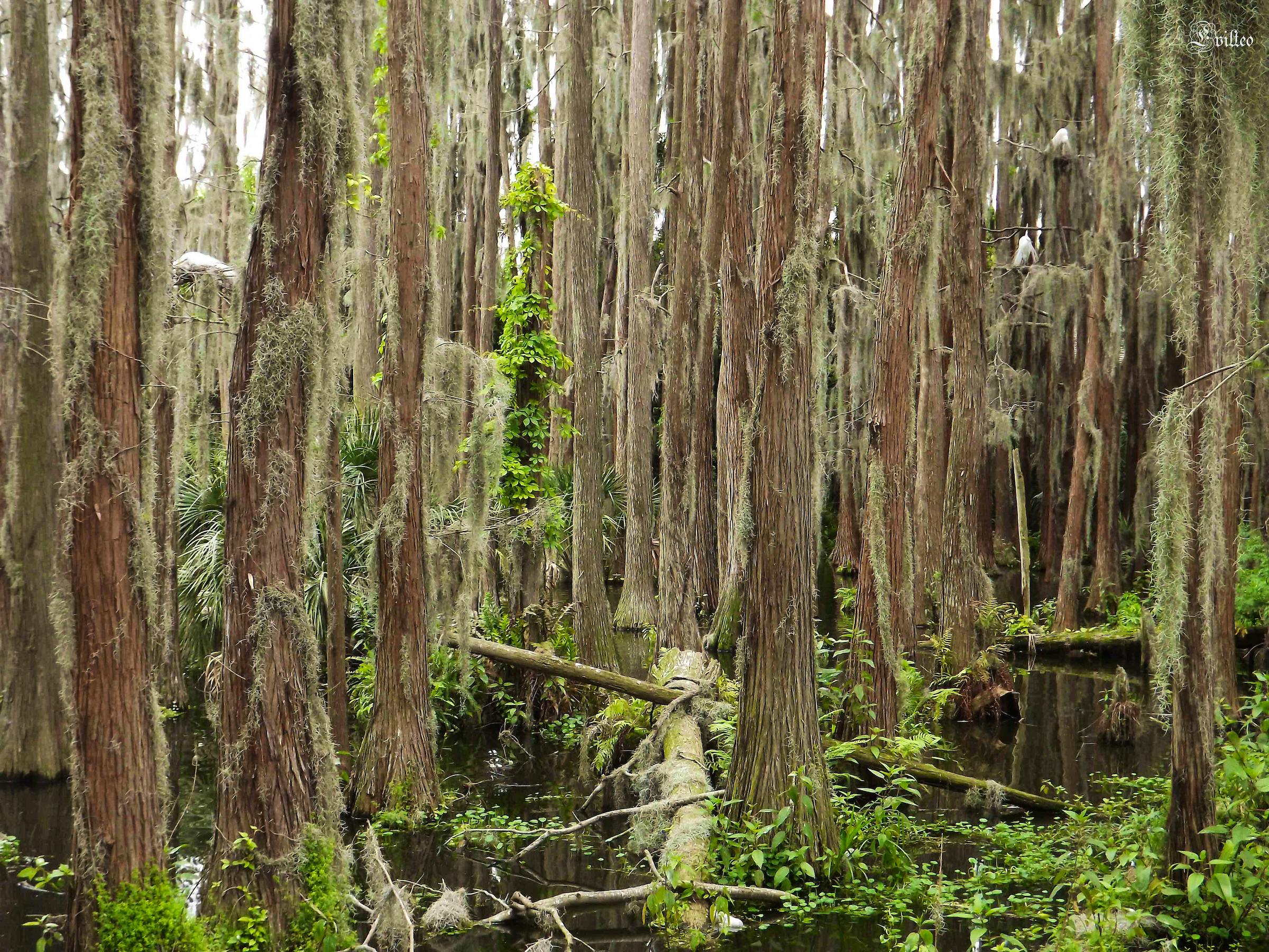 Cypress forest in Florida